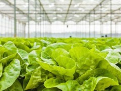 注意!高效半导体照明关键材料技术研发(三期)取得很好的突破